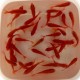PESCI ROSSI RED FIRE 4-6CM