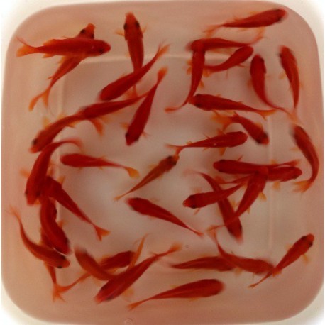 PESCI ROSSI RED FIRE 4-6CM