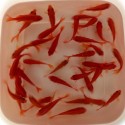 PESCI ROSSI RED FIRE 4-6CM