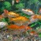 GF -P. ROSSI_(SPECIAL) - MIX COLORS *(MIN. 100 PZ.) 