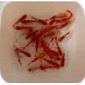 P. ROSSI_(SPECIAL) - SARASA REDWHITE  6-7 CM 