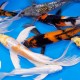 GF -KOI CARP ASIA PINNE VELO MIX COLORS 7-8 CM 