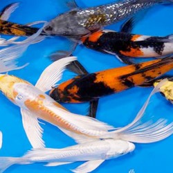 GF -KOI CARP ASIA PINNE VELO MIX COLORS 7-8 CM 