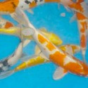 KOI CARP ISRAEL SBS MIX COLORS 5-8 CM