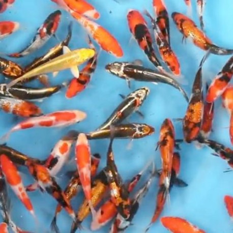 GF- KOI CARP ISR SBS MIX 15 / 18 CM