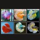 BETTA SPL. MASCHI P. COMBATTENTE MIX 