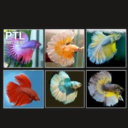 BETTA SPL. MASCHI P. COMBATTENTE MIX 