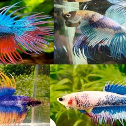 BETTA SPL. MASCHI_P. COMBATTENTE IMPERATOR MIX