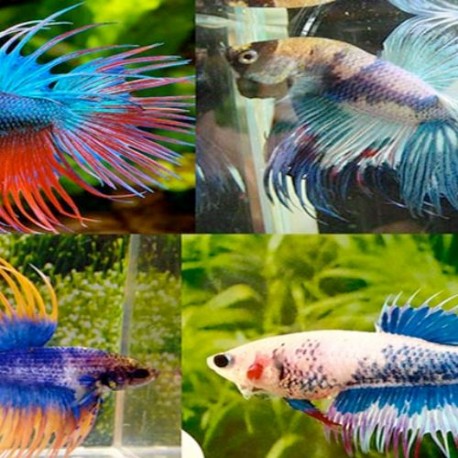 BETTA SPL. MASCHI_P. COMBATTENTE IMPERATOR MIX